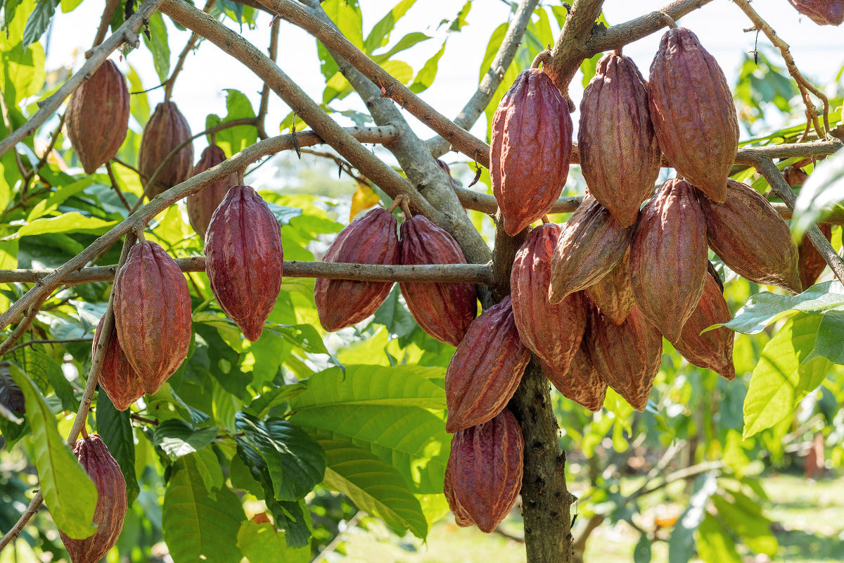 albero cacao